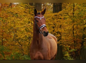 Anglo European Studbook, Gelding, 6 years, 17 hh, Brown