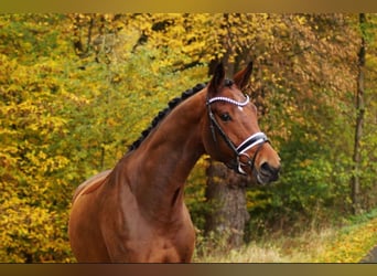 Anglo European Studbook, Gelding, 6 years, 17 hh, Brown