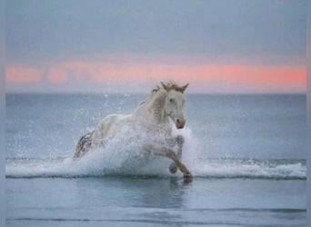 Anglo European Studbook, Gelding, 7 years, 15.2 hh, Perlino