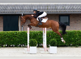 Anglo European Studbook, Gelding, 7 years, 15,3 hh, Brown