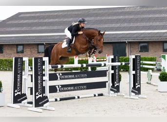 Anglo European Studbook, Gelding, 7 years, 15,3 hh, Brown