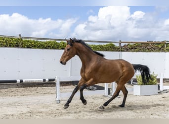 Anglo European Studbook, Gelding, 7 years, 16.1 hh, Brown