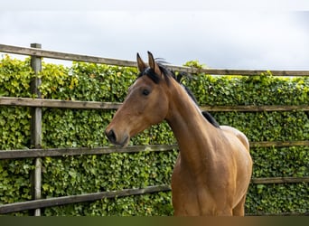Anglo European Studbook, Gelding, 7 years, 16.1 hh, Brown