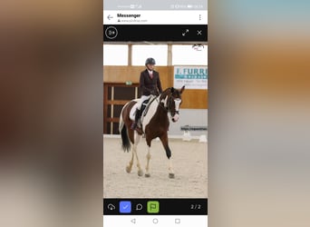 Anglo European Studbook, Gelding, 7 years, 16.1 hh, Pinto