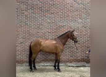 Anglo European Studbook, Gelding, 7 years, 16.2 hh, Brown