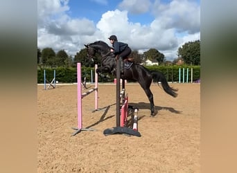 Anglo European Studbook, Gelding, 7 years, 16,3 hh, Black