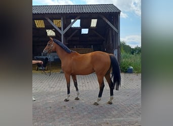 Anglo European Studbook, Gelding, 7 years, 16 hh, Brown