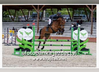 Anglo European Studbook, Gelding, 7 years, 16,2 hh, Brown