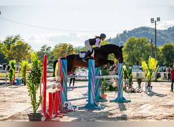 Anglo European Studbook, Gelding, 7 years, 17 hh, Bay-Dark