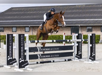 Anglo European Studbook, Gelding, 7 years, 17 hh, Chestnut-Red