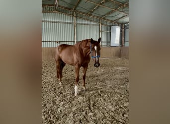 Anglo European Studbook, Gelding, 7 years, 17 hh, Chestnut