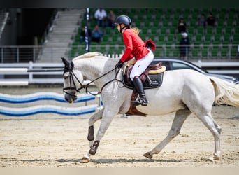 Anglo European Studbook, Gelding, 7 years