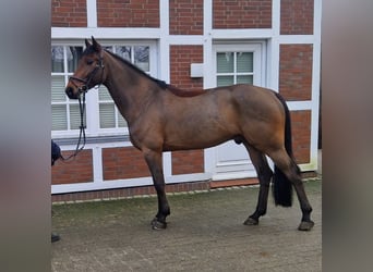 Anglo European Studbook, Gelding, 8 years, 16,1 hh, Brown