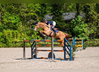 Anglo European Studbook, Gelding, 8 years, 16.1 hh, Chestnut-Red