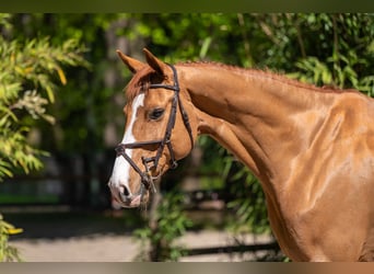 Anglo European Studbook, Gelding, 8 years, 16.1 hh, Chestnut-Red