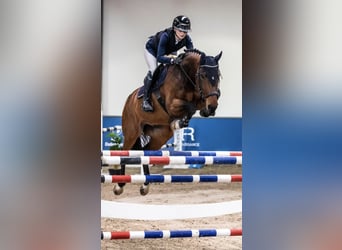 Anglo European Studbook, Gelding, 8 years, 16.2 hh, Brown