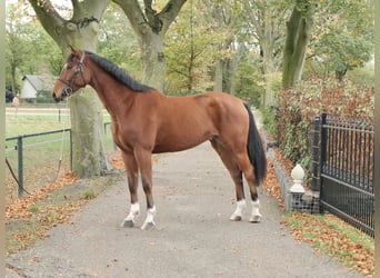 Anglo European Studbook, Gelding, 8 years, 16 hh, Brown