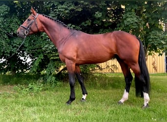 Anglo European Studbook, Gelding, 8 years, 16,1 hh, Brown