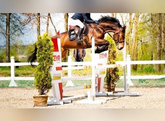Anglo European Studbook, Gelding, 8 years, 16,2 hh, Brown