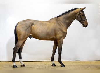 Anglo European Studbook, Gelding, 8 years, 17,2 hh, Brown