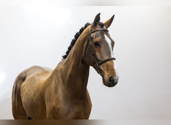 Anglo European Studbook, Gelding, 8 years, 17,2 hh, Brown