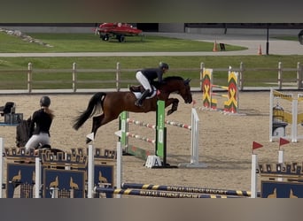 Anglo European Studbook, Gelding, 8 years, Bay