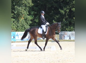 Anglo European Studbook, Gelding, 9 years, 16.1 hh, Brown