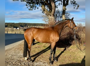 Anglo European Studbook, Gelding, 9 years, 16,1 hh, Brown