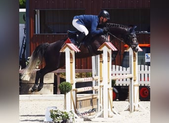 Anglo European Studbook, Gelding, 9 years, 16.1 hh, Grey-Dapple