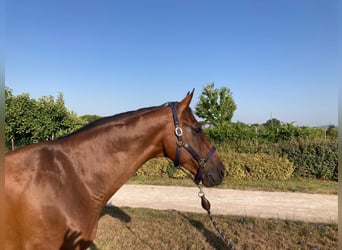 Anglo European Studbook, Gelding, 9 years, 16,2 hh, Brown