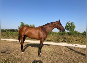 Anglo European Studbook, Gelding, 9 years, 16,2 hh, Brown