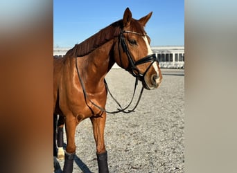 Anglo European Studbook, Gelding, 9 years, 16 hh, Chestnut-Red
