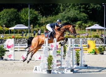 Anglo European Studbook, Gelding, 9 years, 16,1 hh, Brown