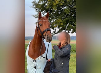 Anglo European Studbook, Gelding, 9 years, 16,1 hh, Chestnut-Red