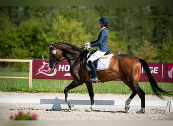 Anglo European Studbook, Gelding, 9 years, 16,3 hh, Brown