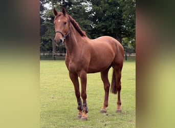 Anglo European Studbook, Gelding, 9 years, 17 hh, Chestnut-Red