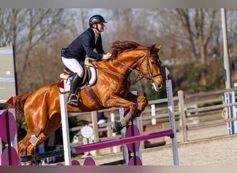Anglo European Studbook, Gelding, 9 years, 17 hh, Chestnut-Red