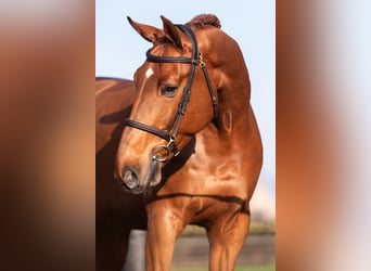 Anglo European Studbook, Gelding, 9 years, 17 hh, Chestnut-Red