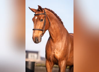 Anglo European Studbook, Gelding, 9 years, 17 hh, Chestnut-Red