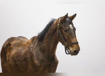 Anglo European Studbook, Hengst, 1 Jahr, 143 cm