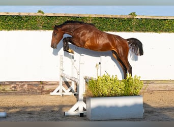Anglo European Studbook, Hengst, 1 Jahr, 160 cm, Brauner