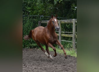 Anglo European Studbook, Hengst, 2 Jahre, 147 cm, Dunkelfuchs