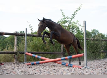 Anglo European Studbook, Hengst, 2 Jahre, 150 cm, Dunkelbrauner