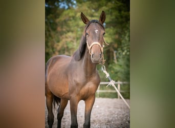 Anglo European Studbook, Hengst, 2 Jahre, 150 cm, Dunkelbrauner