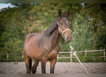 Anglo European Studbook, Hengst, 2 Jahre, 150 cm, Dunkelbrauner