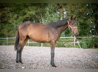 Anglo European Studbook, Hengst, 2 Jahre, 150 cm, Dunkelbrauner