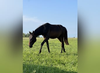 Anglo European Studbook, Hengst, 2 Jahre, 158 cm, Schwarzbrauner
