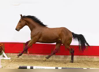 Anglo European Studbook, Hengst, 2 Jahre, 162 cm, Brauner