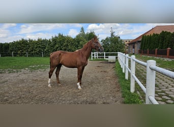 Anglo European Studbook, Hengst, 2 Jahre, 166 cm, Hellbrauner