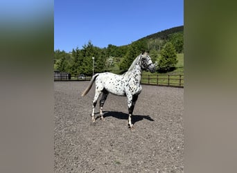 Anglo European Studbook Mix, Hengst, 2 Jahre, 168 cm, Tigerschecke